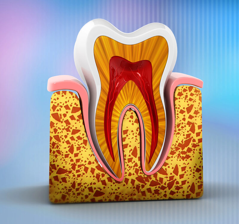 anatomy of a human tooth