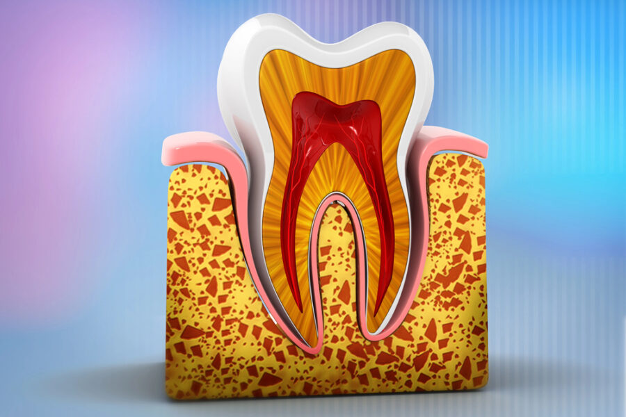 anatomy of a human tooth